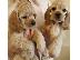 PoulaTo: COCKER SPANIEL